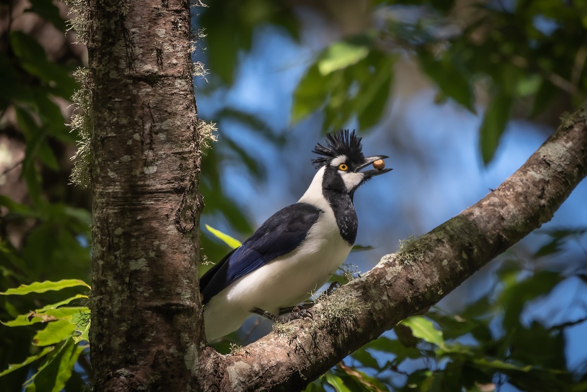 Tufted Jay - ML635702457