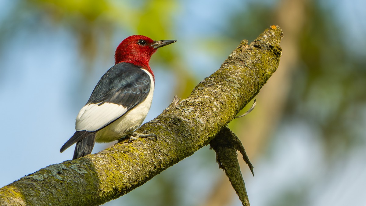 Red-headed Woodpecker - ML635702464