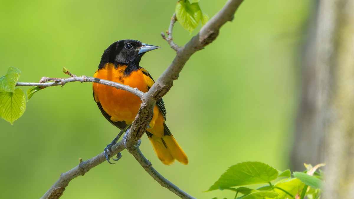 Baltimore Oriole - ML635702488