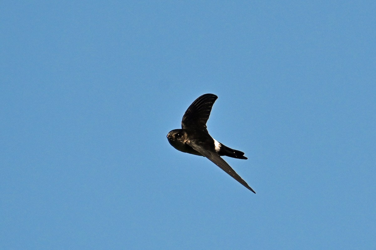 salangana melanéská - ML635702520