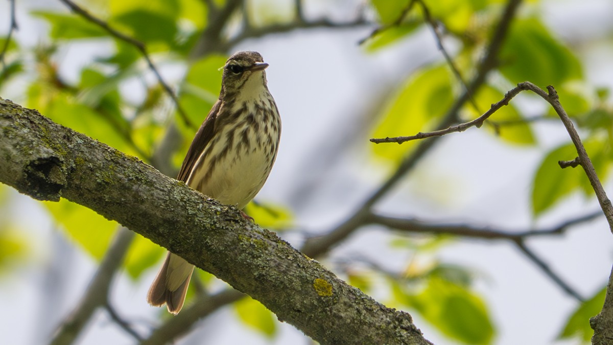 Louisiana Waterthrush - ML635702529