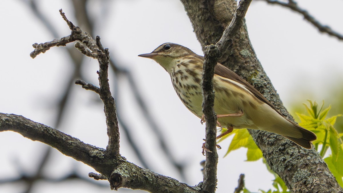 Louisiana Waterthrush - ML635702530