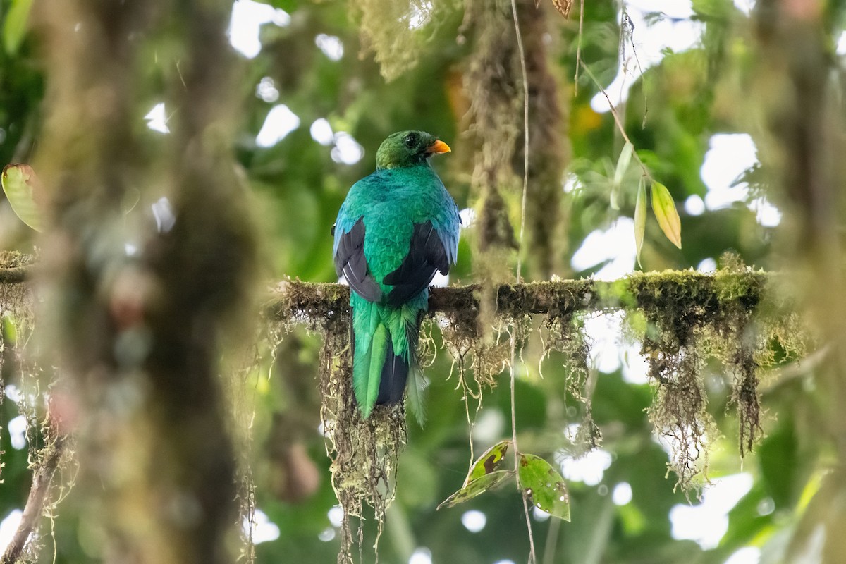 Golden-headed Quetzal - ML635702532
