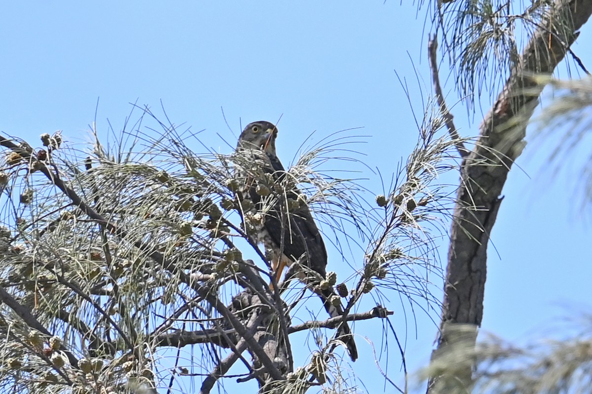 New Caledonian Goshawk - ML635702616