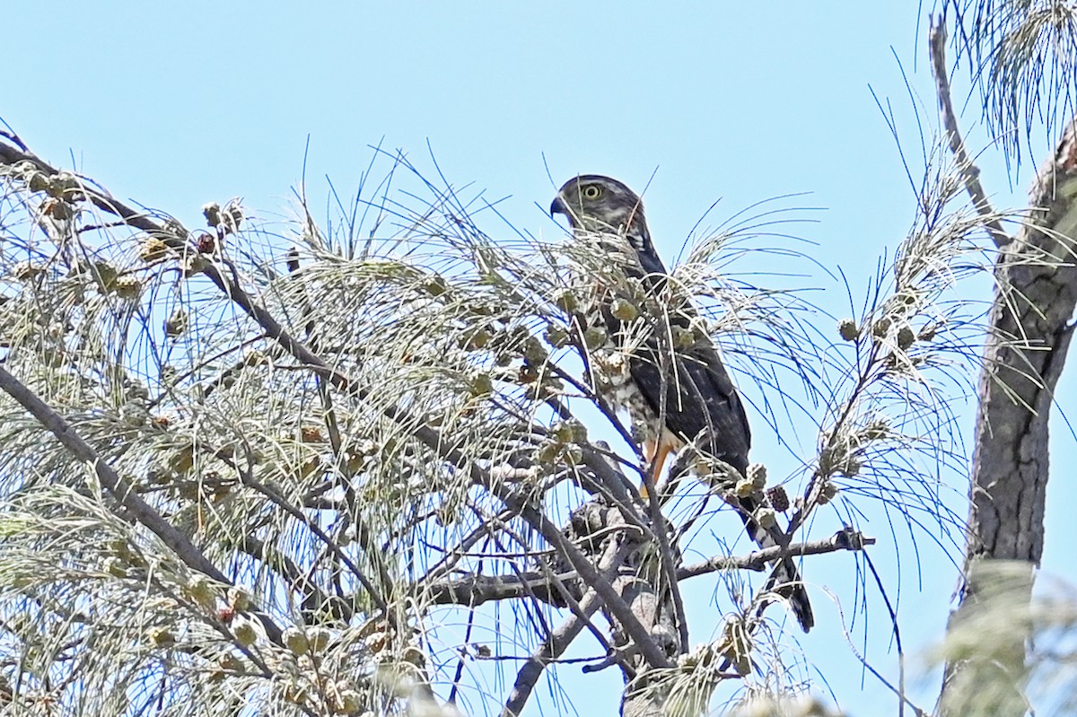 New Caledonian Goshawk - ML635702619