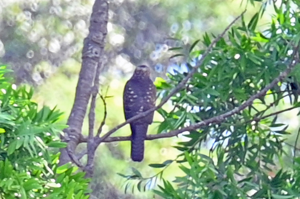New Caledonian Goshawk - ML635702623