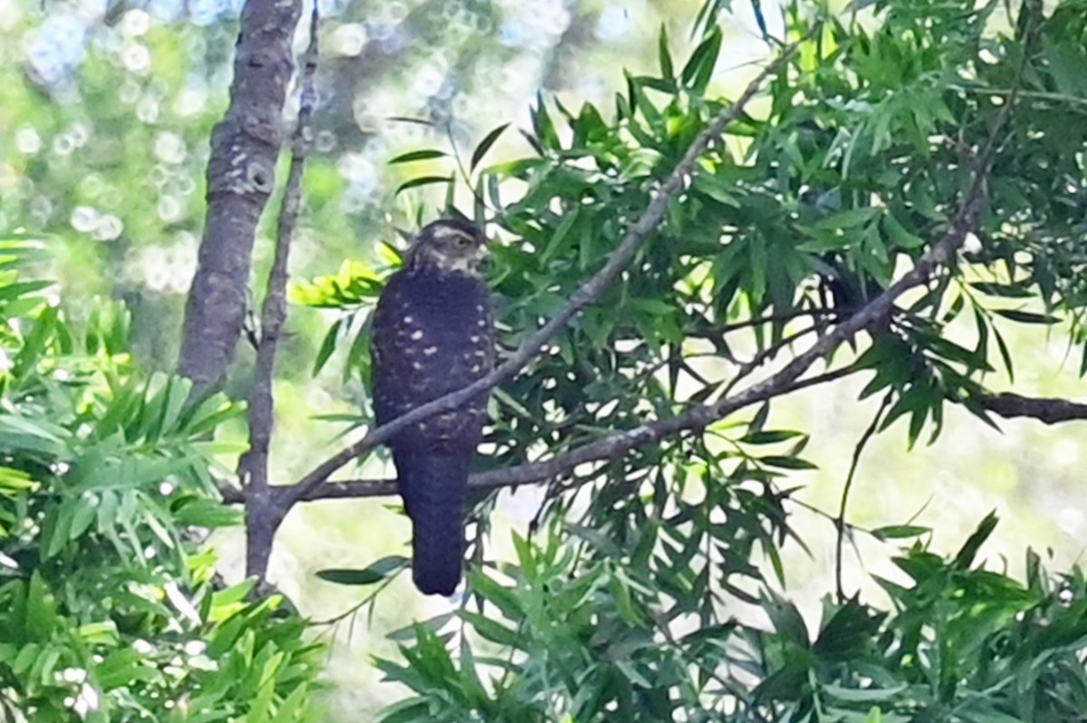 New Caledonian Goshawk - ML635702629