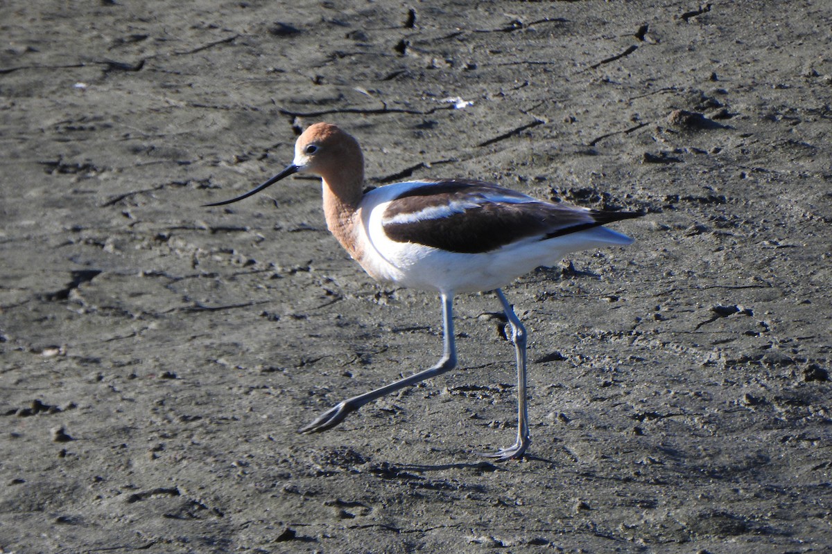 American Avocet - ML635702632