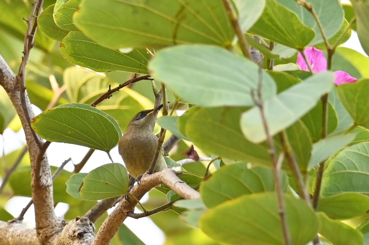 Dark-brown Honeyeater - ML635702663