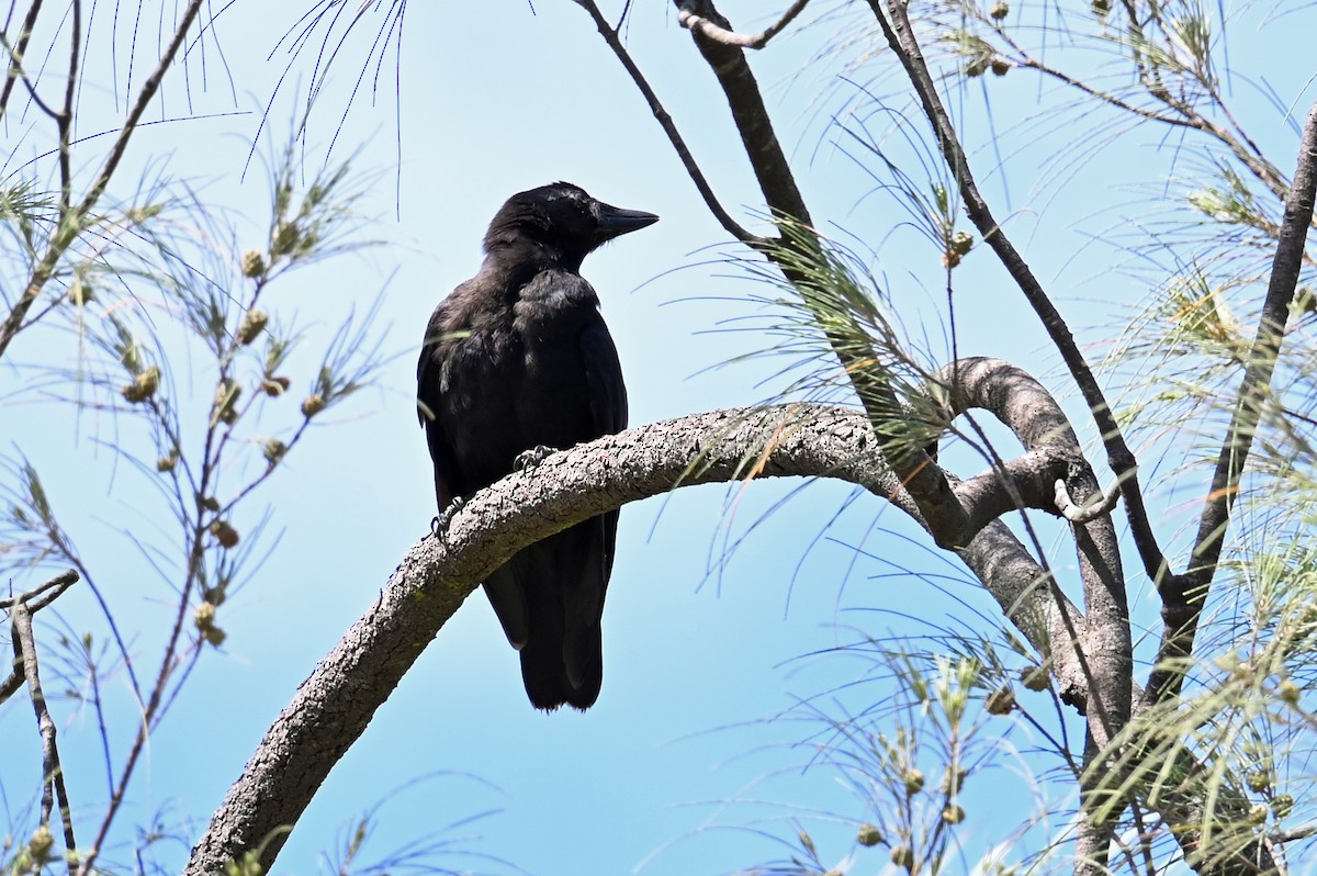 New Caledonian Crow - ML635702746