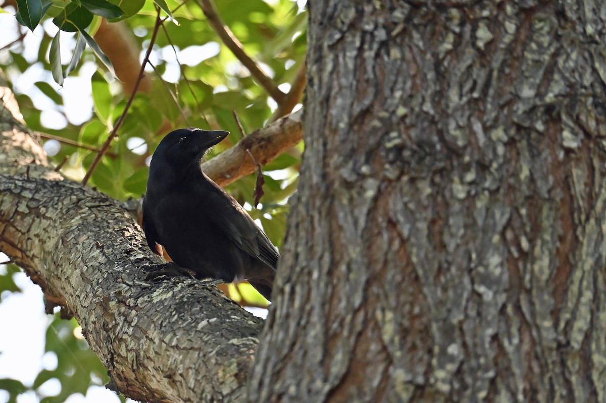New Caledonian Crow - ML635702753