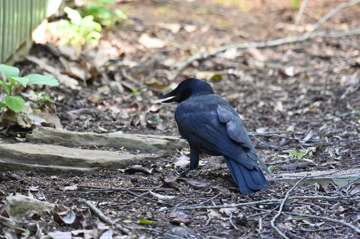 New Caledonian Crow - ML635702758