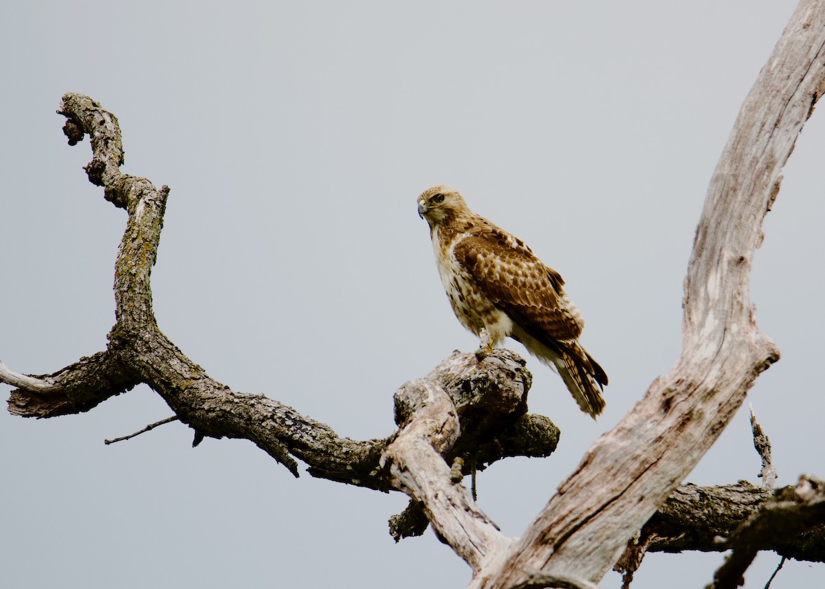 Rotschwanzbussard - ML635702825