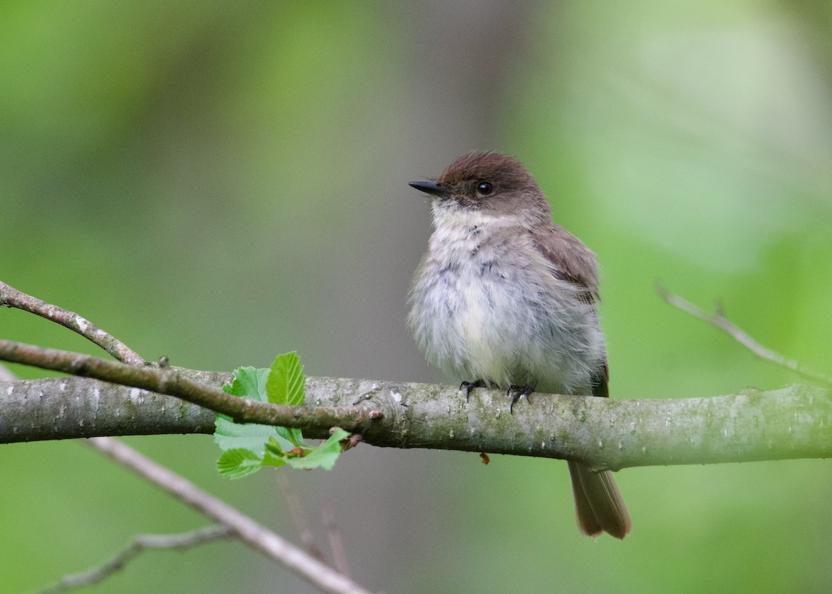 Weißbauch-Phoebetyrann - ML635702828