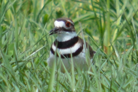 Killdeer - ML635702833