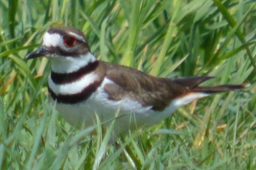 Killdeer - ML635702834