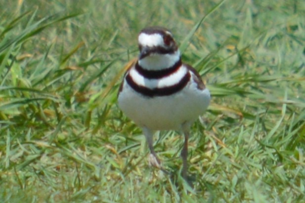 Killdeer - ML635702835