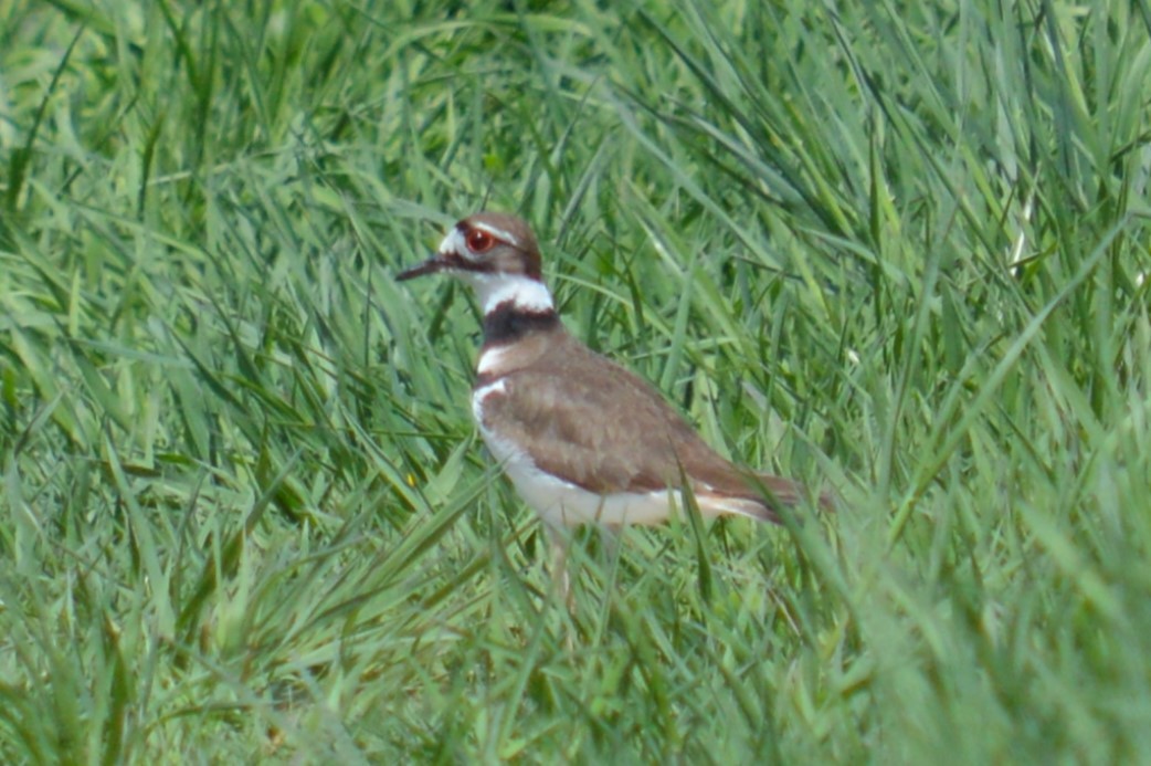 Killdeer - ML635702836