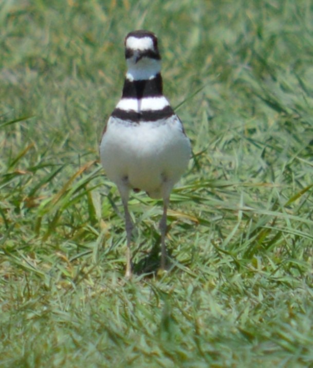 Killdeer - ML635702837
