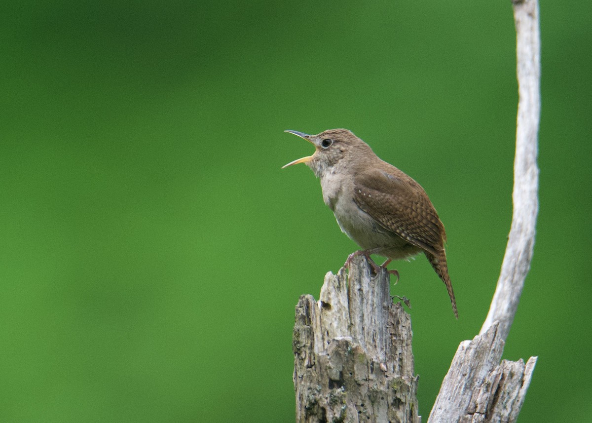 Hauszaunkönig - ML635702894