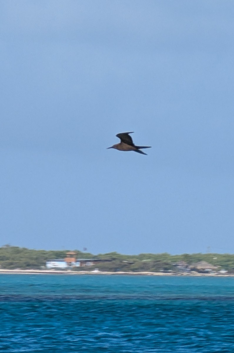 Brown Noddy - ML635702934