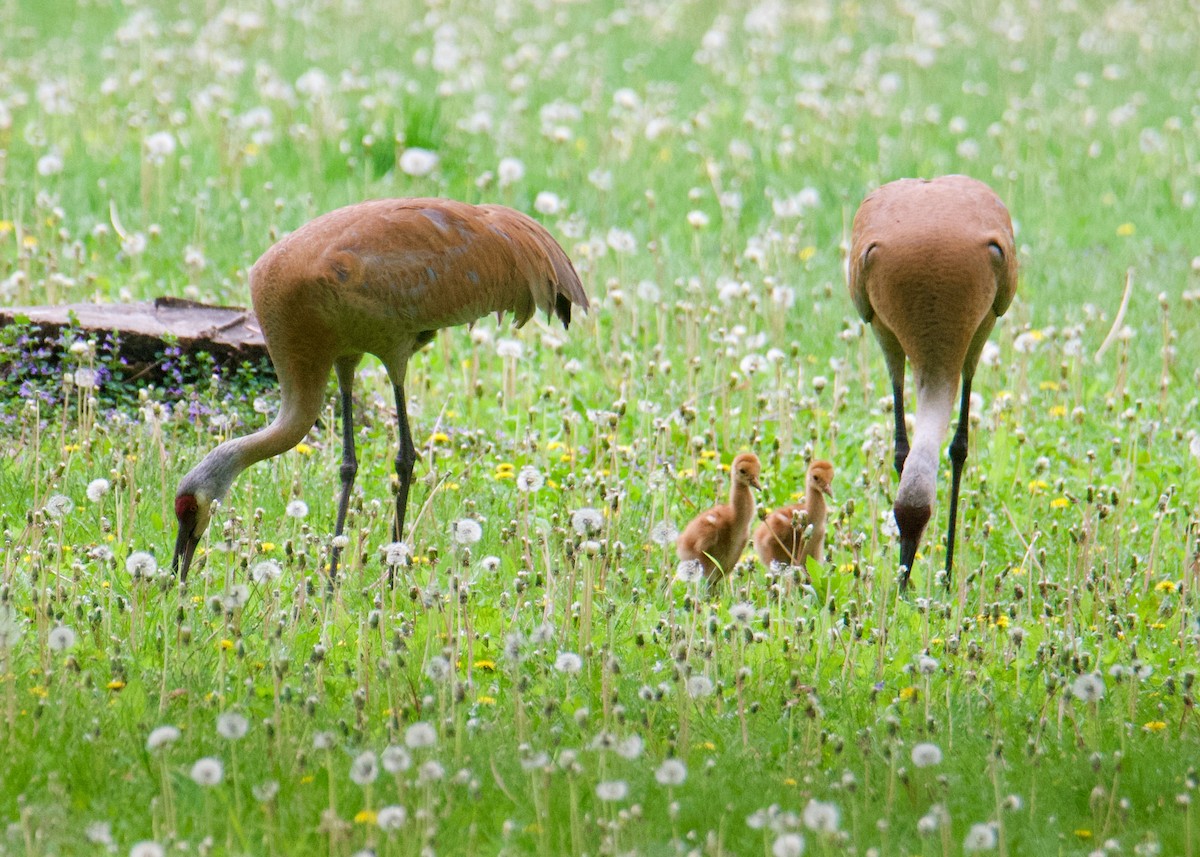 Kanadakranich - ML635702938