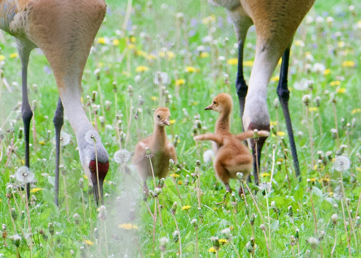 Kanadakranich - ML635702939