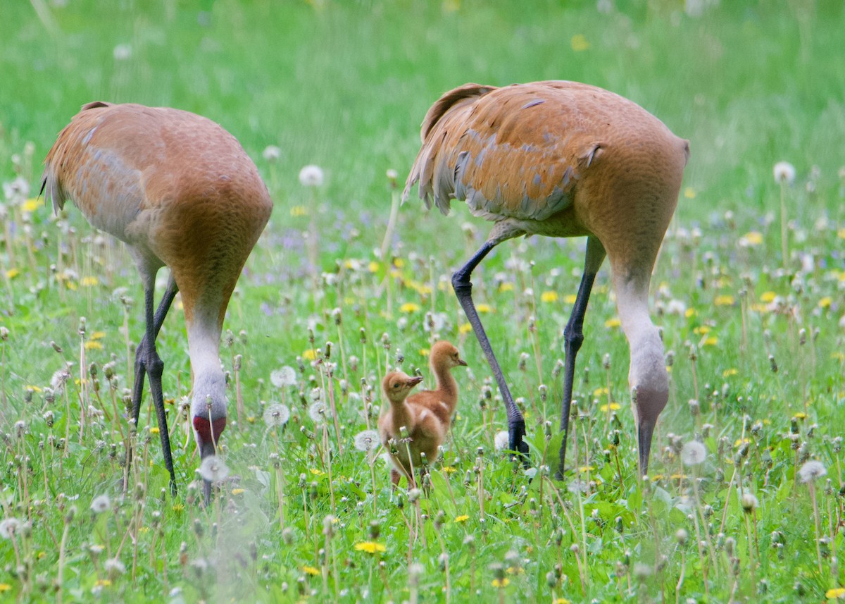 Kanadakranich - ML635702940