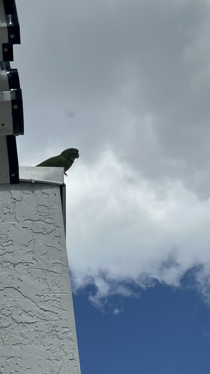 aratinga modročelý - ML635703004