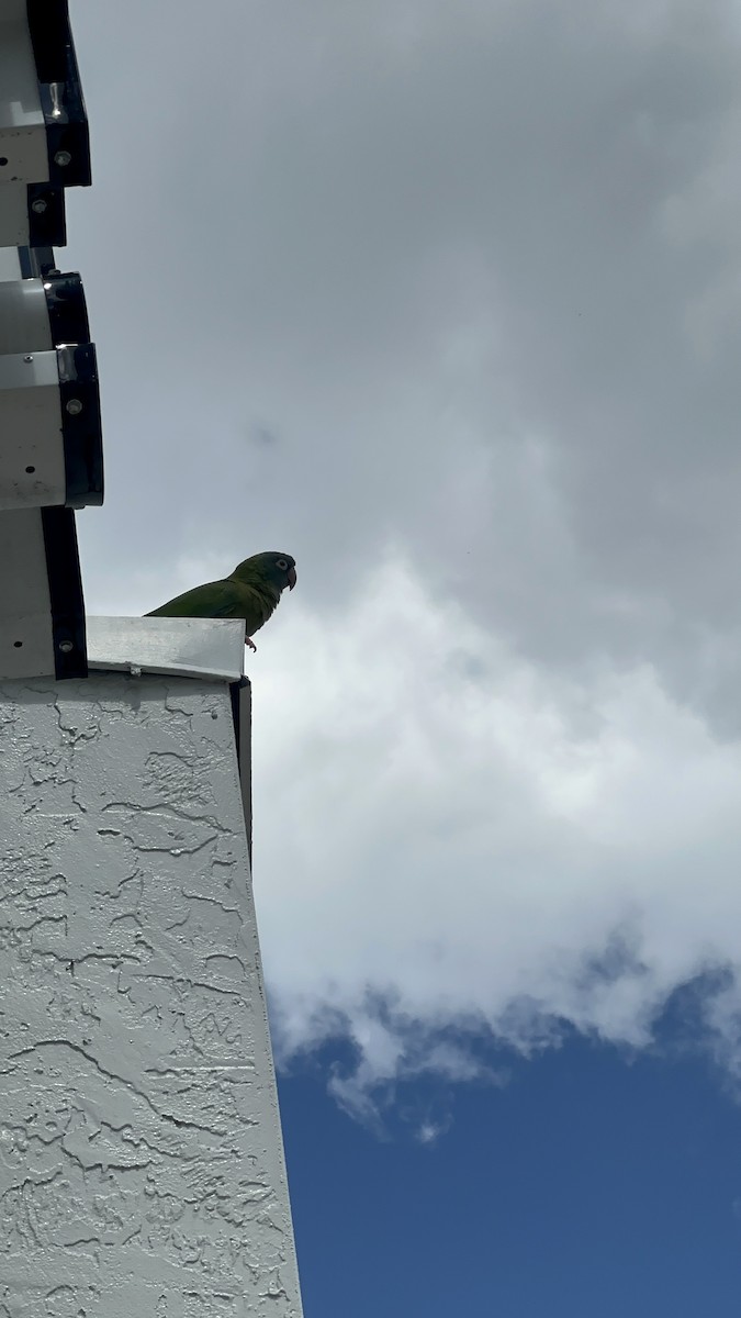 aratinga modročelý - ML635703005