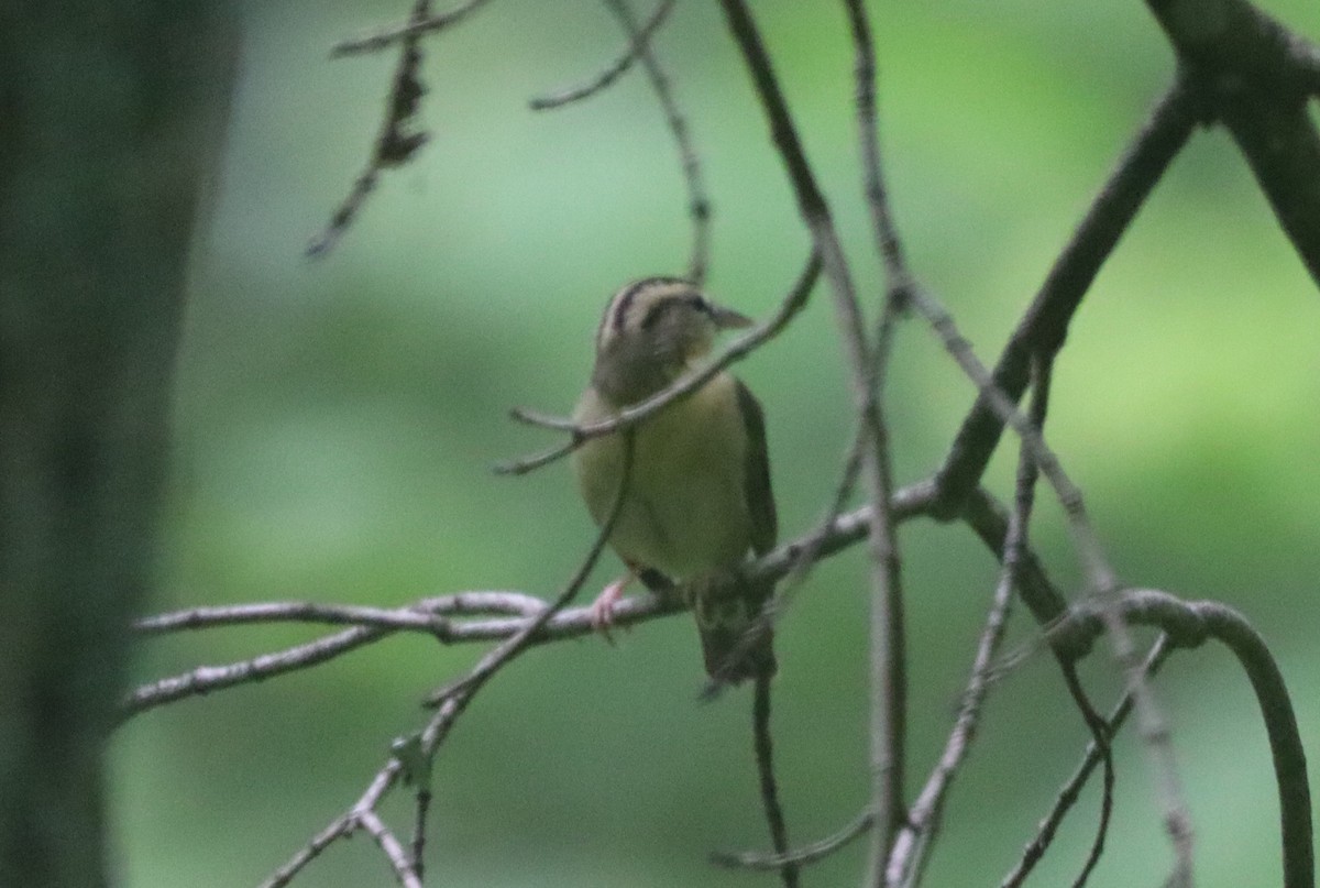 Worm-eating Warbler - ML635703016