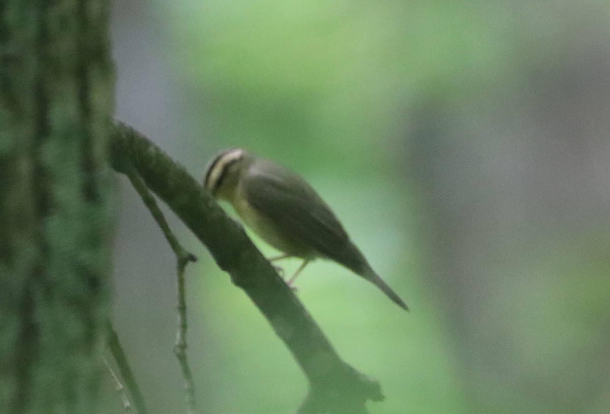 Worm-eating Warbler - ML635703017