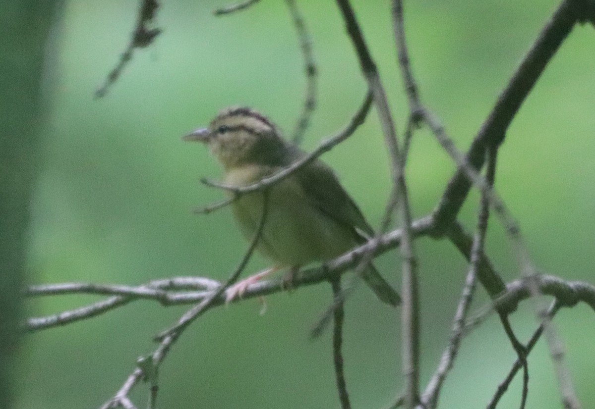 Worm-eating Warbler - ML635703018