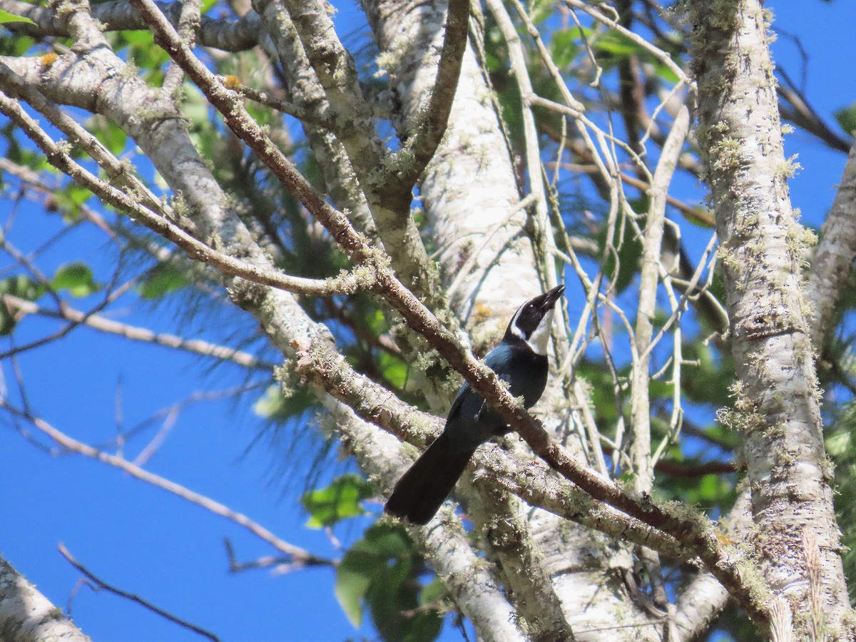 White-throated Jay - ML635703048