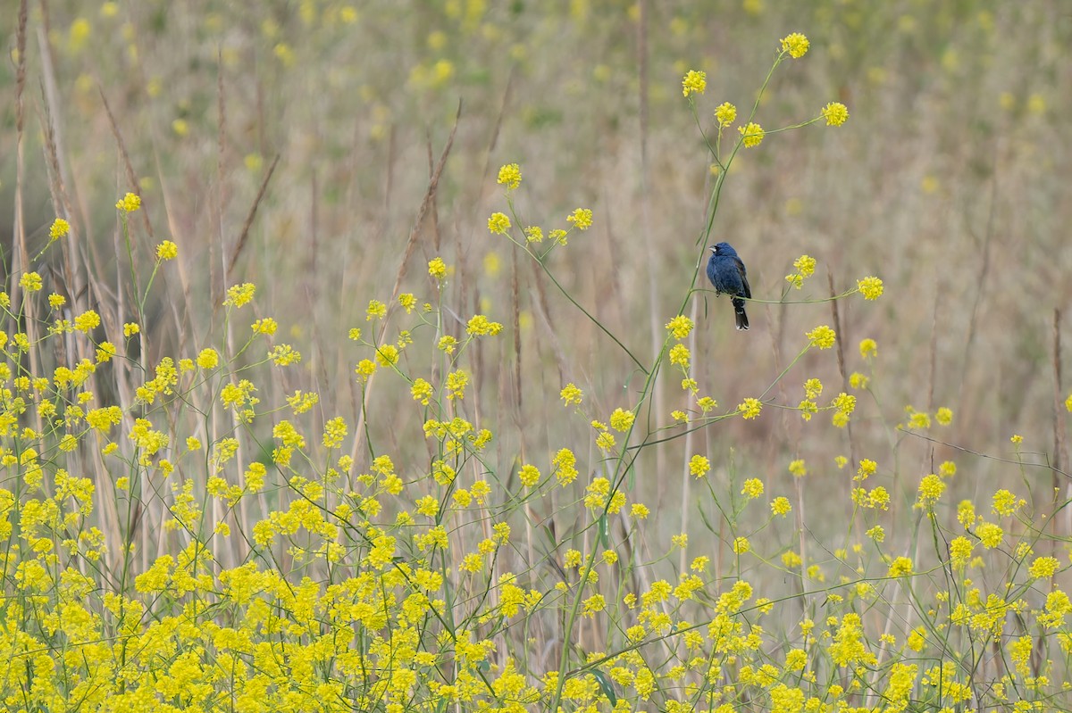 Blue Grosbeak - ML635703098