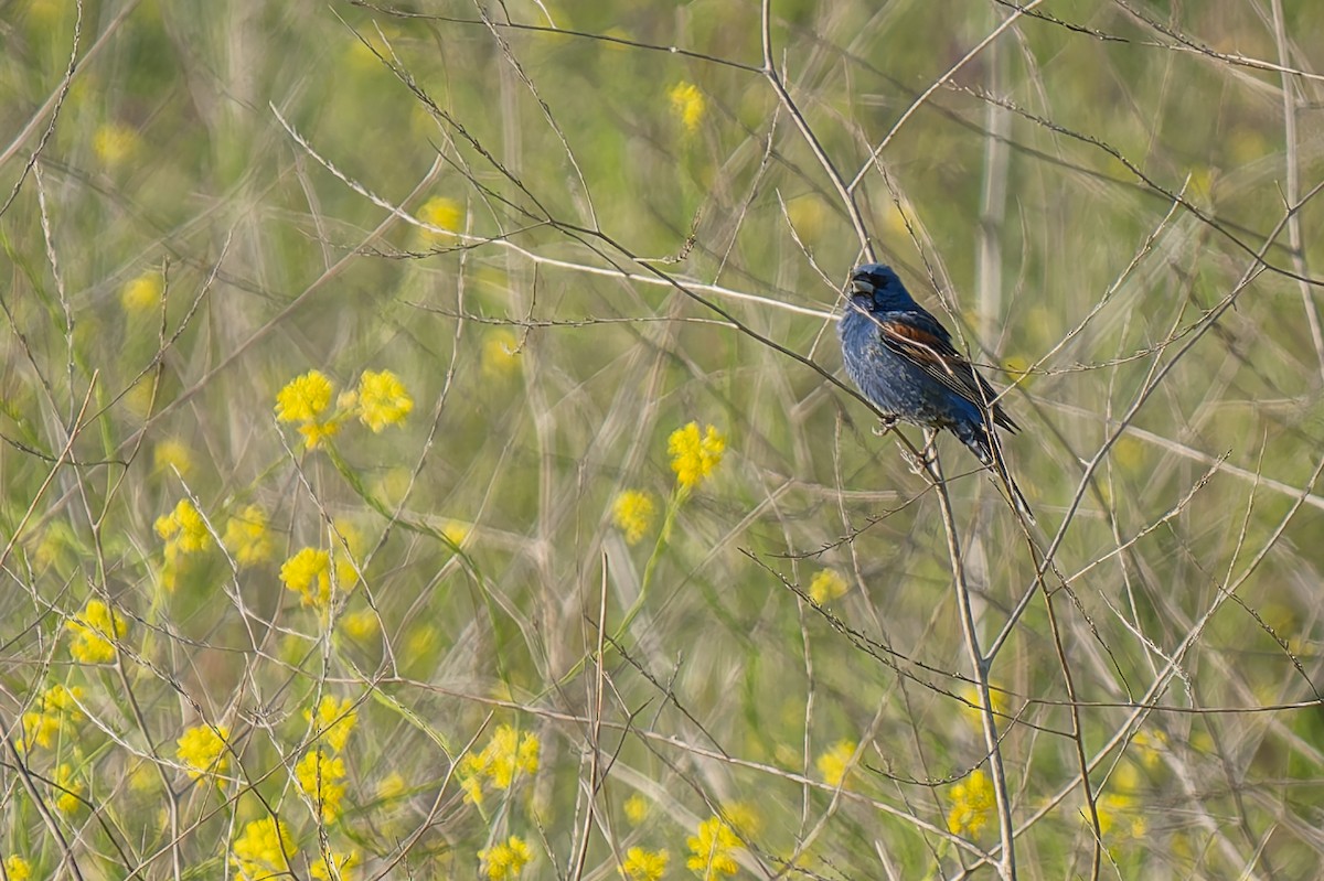 Blue Grosbeak - ML635703146