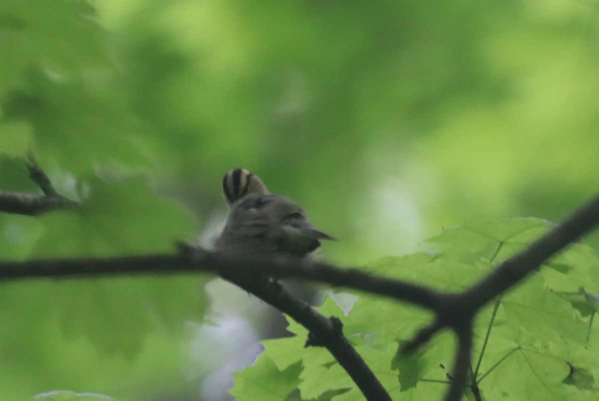 Worm-eating Warbler - ML635703178