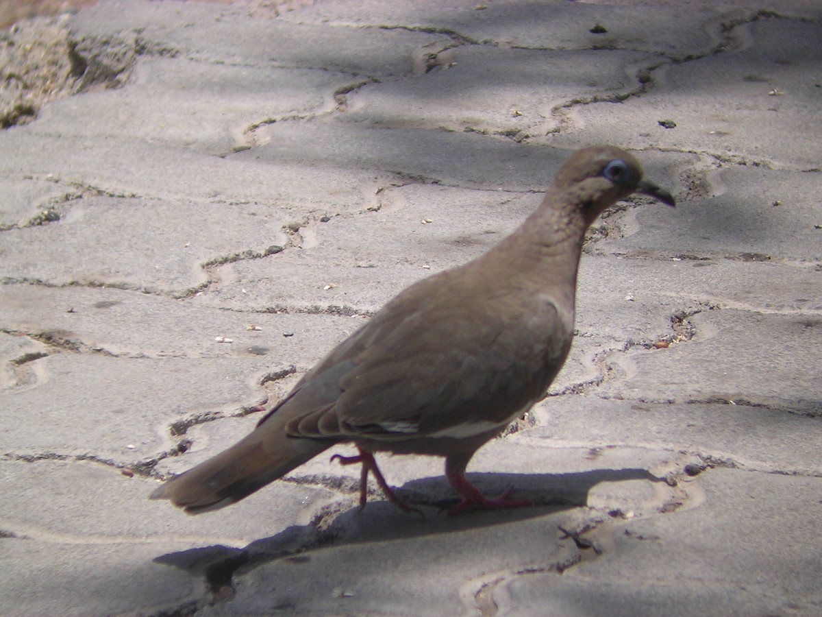 West Peruvian Dove - ML635703180