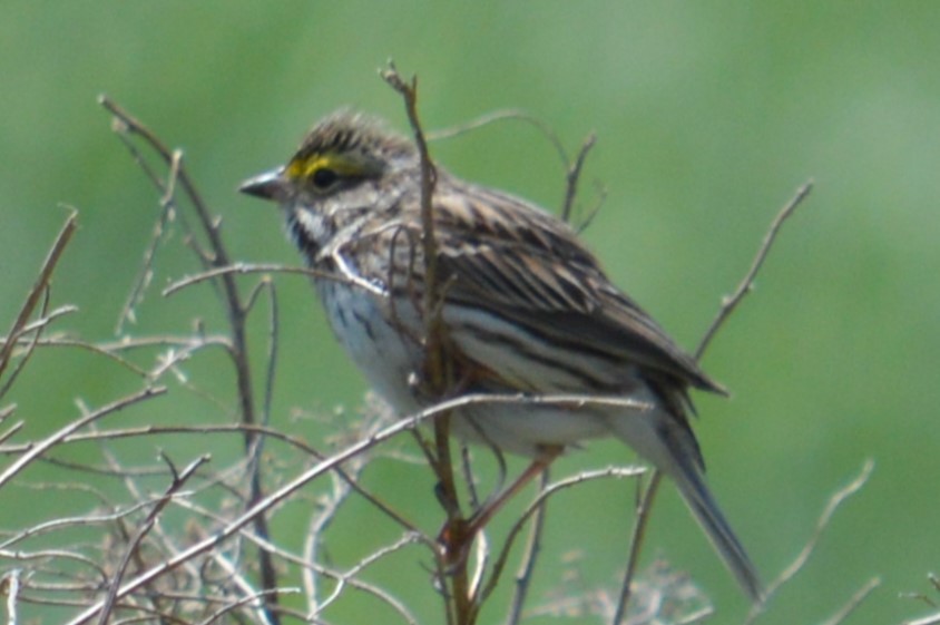 Savannah Sparrow - ML635703223