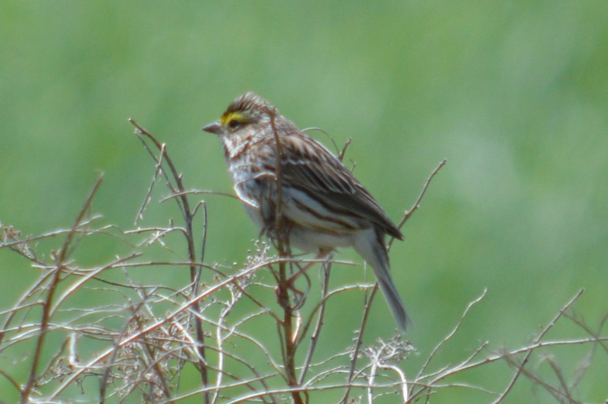 Savannah Sparrow - ML635703224