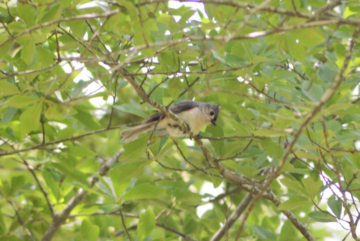 Tufted Titmouse - ML635703257