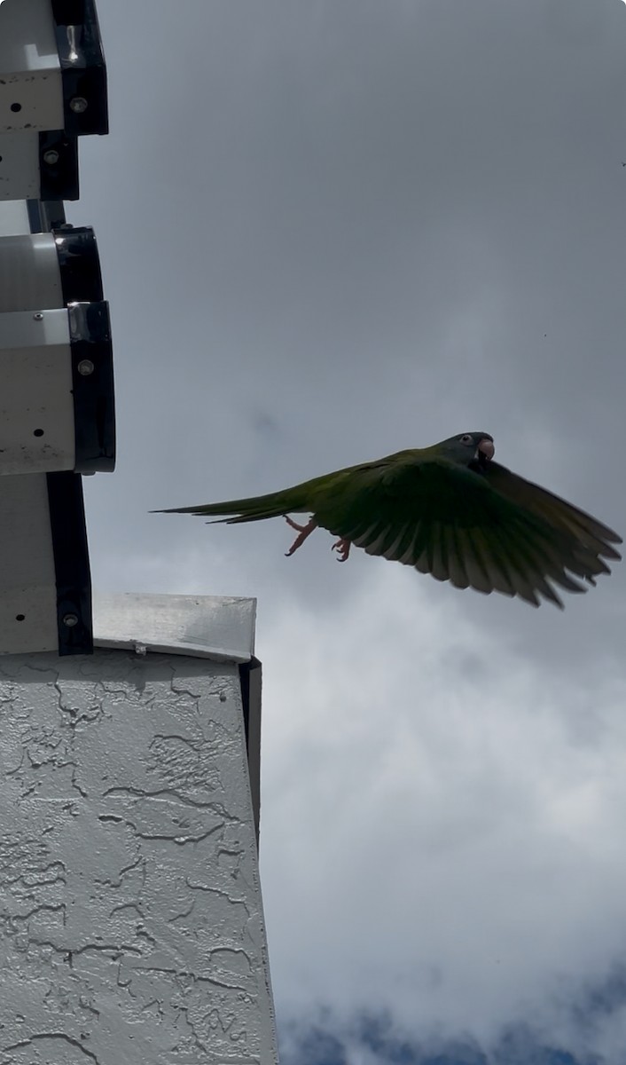 aratinga modročelý - ML635703268