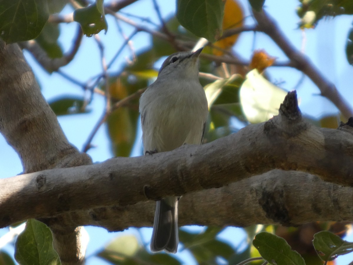Gray Tit-Flycatcher - ML635703338
