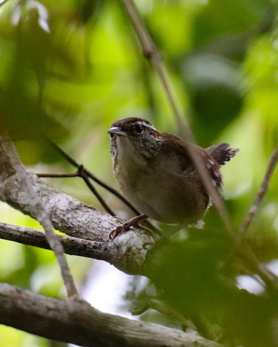 Carolina Wren - ML635703466