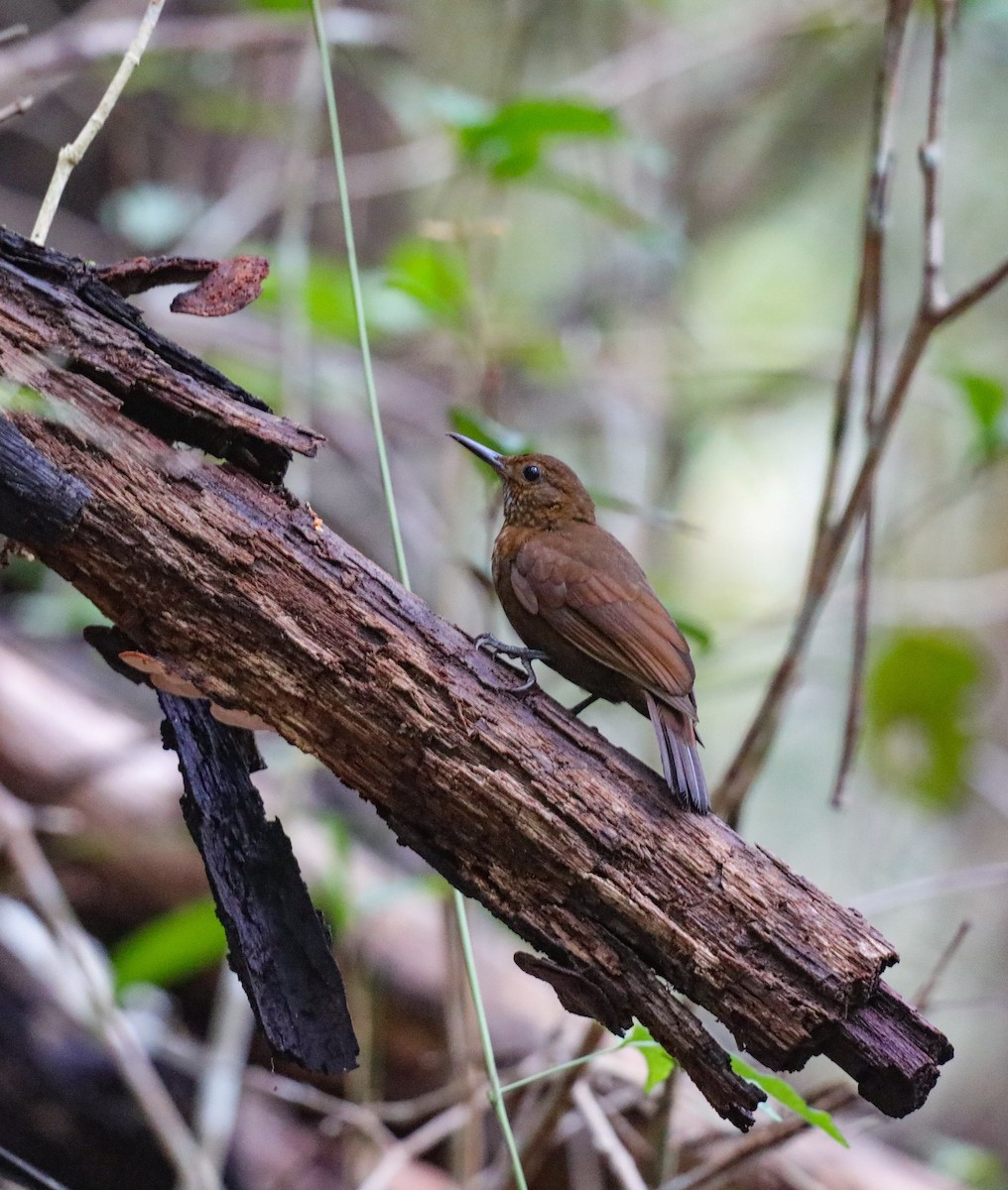 Scaly-throated Leaftosser - ML635703576