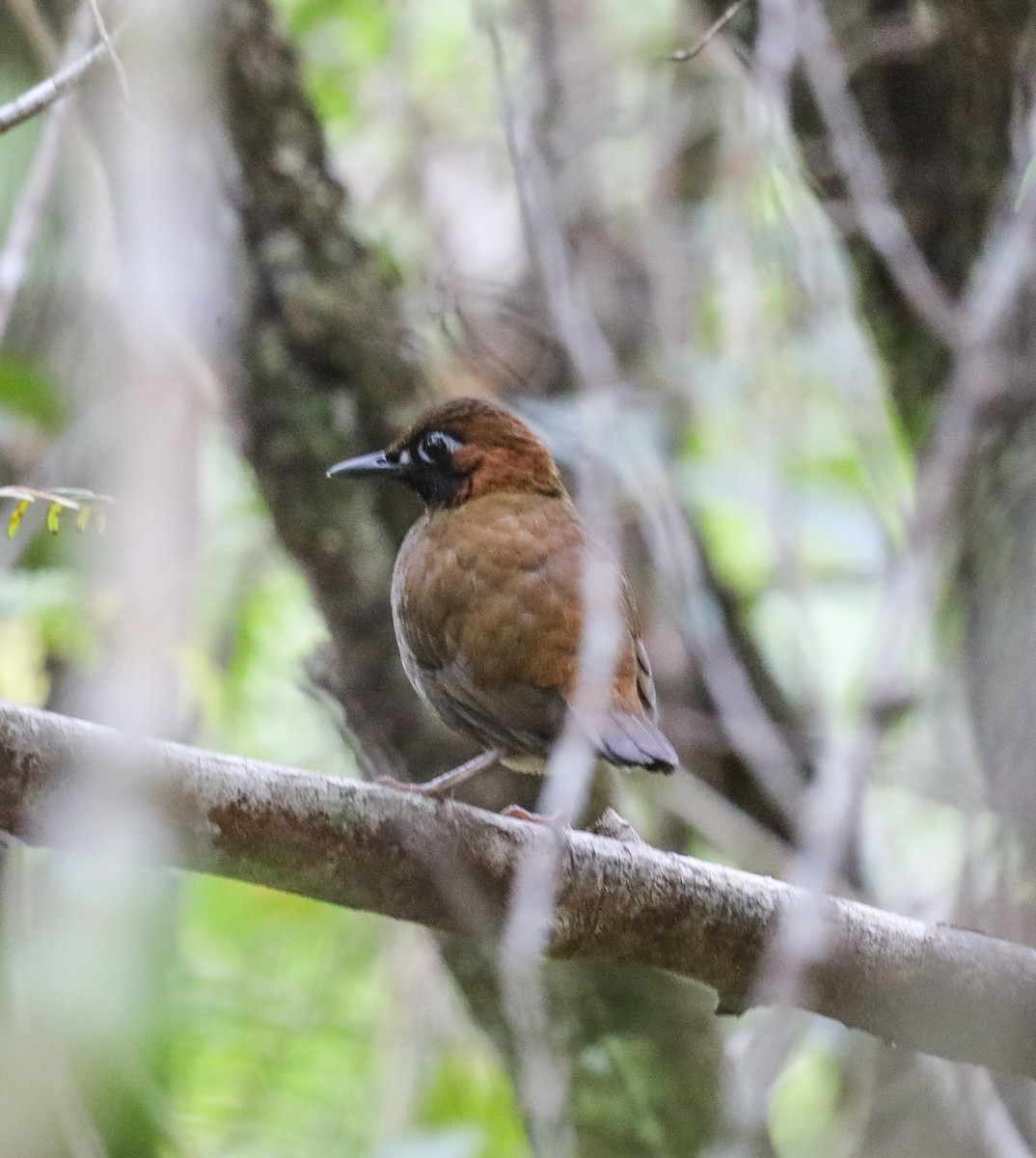 Mayan Antthrush - ML635703590