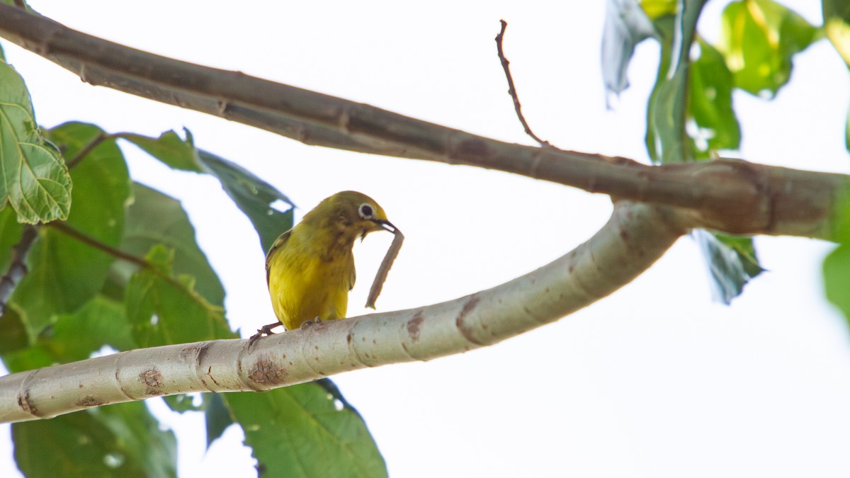 Southern Yellow White-eye - ML635703665