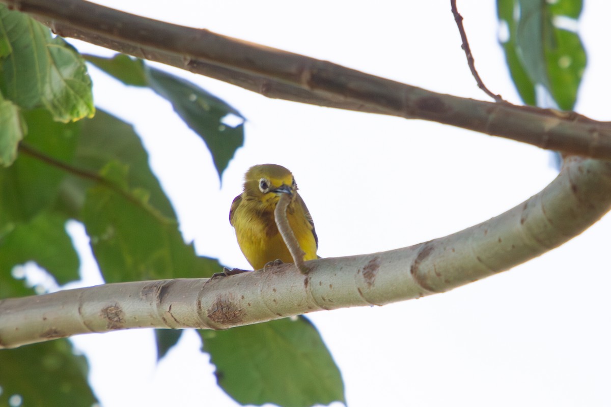 Southern Yellow White-eye - ML635703666