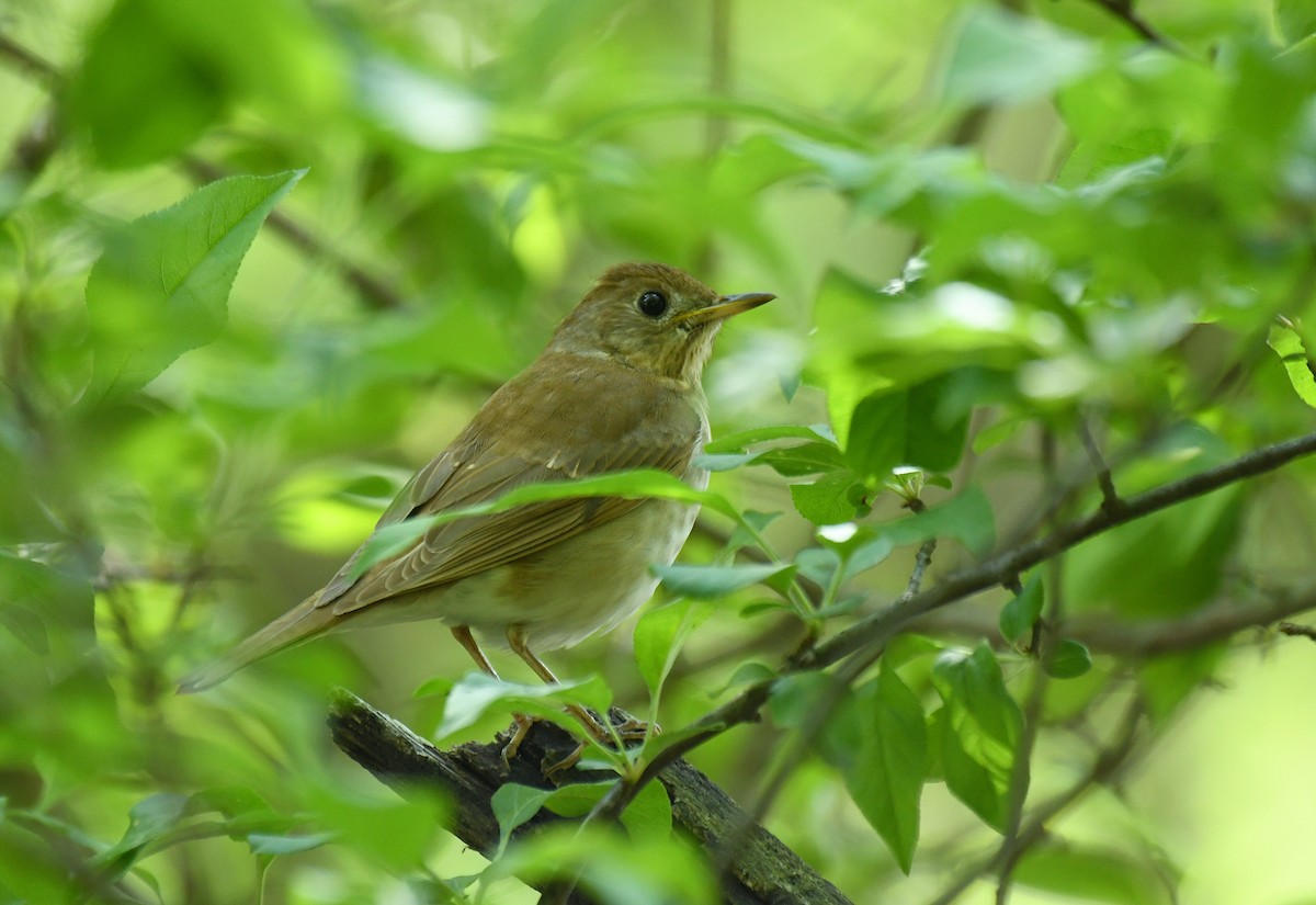 Veery - ML635703706
