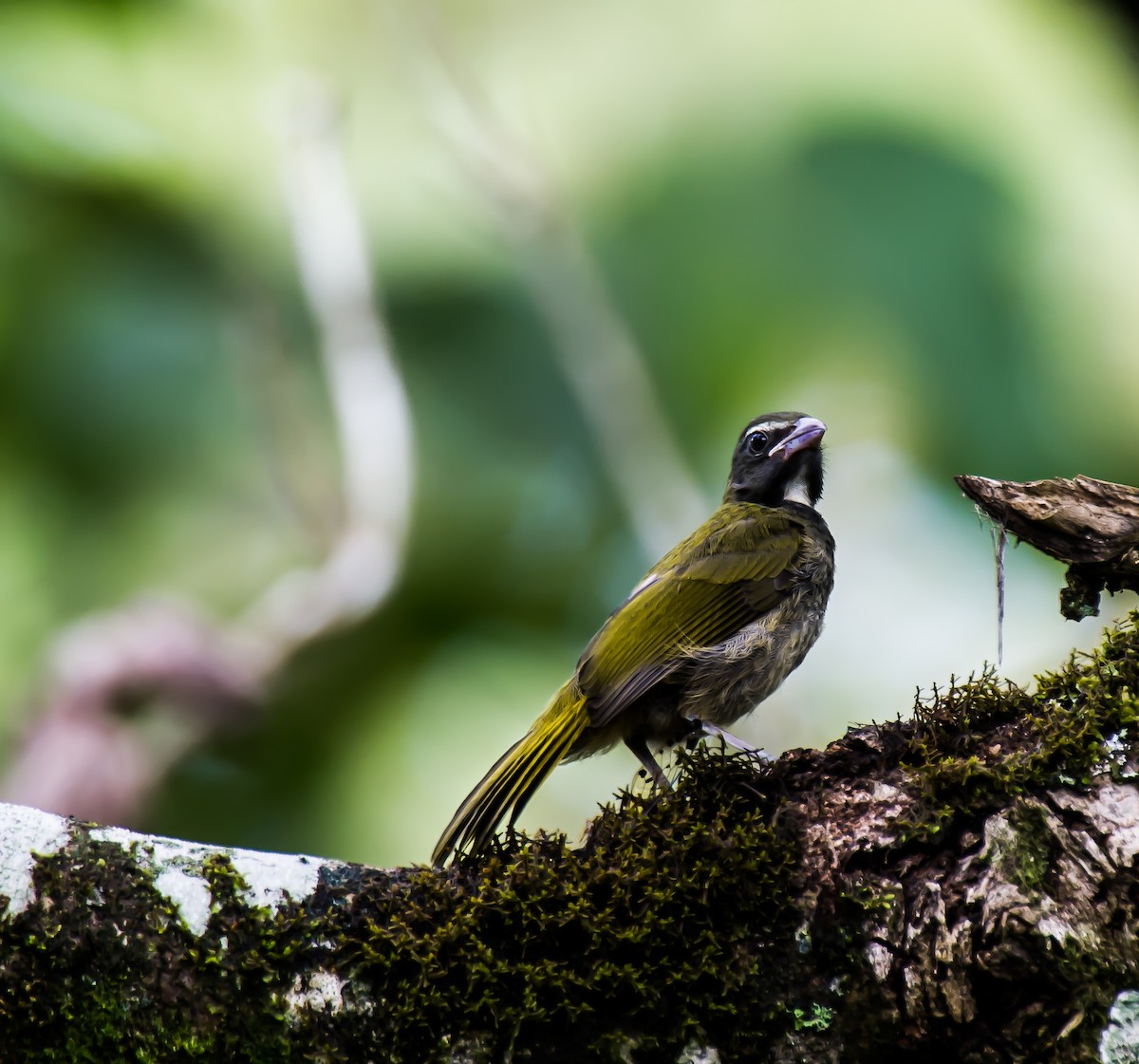 brunstrupesaltator - ML635703752